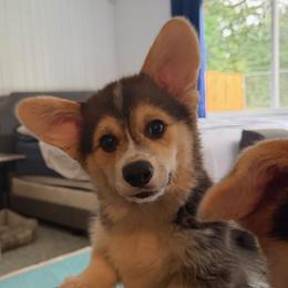 Pembroke Welsh Corgi puppies from Pluperfect