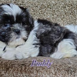 Buddy - Blue and white male Shih Tzu puppy in Cordova, Tennessee from TrueLine kennels