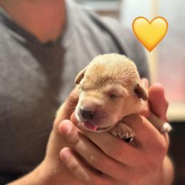 Yellow Female - Yellow female Labrador Retriever puppy in Franklin, Virginia from Oak Hollow Retrievers