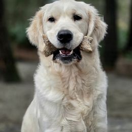 Anya - Golden Retriever