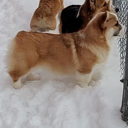 Pembroke Welsh Corgi and Swedish Vallhund Puppies from Denise Hawkins' Corgis
