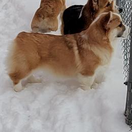 Pembroke Welsh Corgi and Swedish Vallhund Puppies from Denise Hawkins' Corgis
