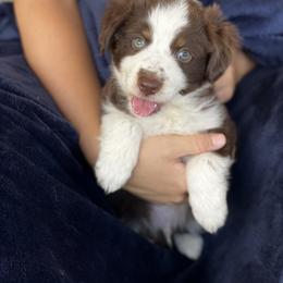 Miniature Australian Shepherd Puppies from DLT MiniAussie