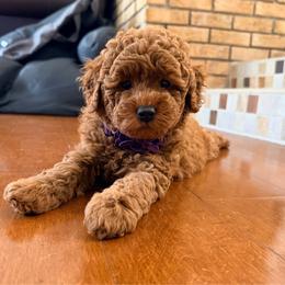 Kyli - Red  female Goldendoodle puppy in Winter Springs, Florida from Lucky Heart TeddyBear Goldendoodles