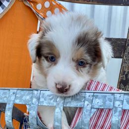 Aussiedoodles, Australian Shepherds, Miniature American Shepherds, and Poodles from Mammydoodles282