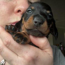 Cole - Black and tan male Dachshund puppy in Richmond, Kentucky from Cemcade Dachshunds