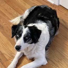 Skyler - Border Collie