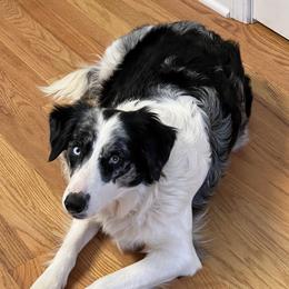 Skyler - Border Collie