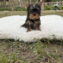 Oliver 2.4 pounds - Black and gold male Yorkshire Terrier puppy in Naples, Florida from 🤎 Dreaming Puppies 🐶