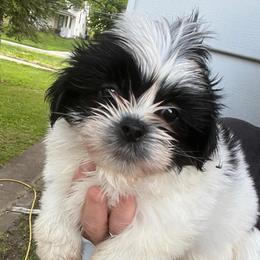 Duke - Black and white male Shih Tzu puppy in Reading, Michigan from You Little Shih-tzu’s 😊