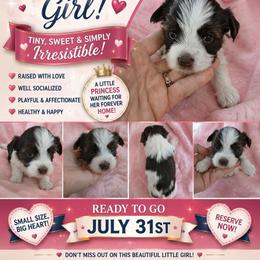 Sweet Parti Girl - Parti female Yorkshire Terrier puppy in Georgia from Taylor Kennels