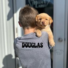 Douglas - Yellow male Dilute Retriever puppy in Forest City, Iowa from Helm Labs