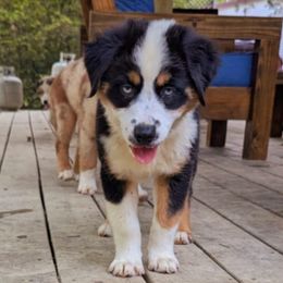 Miniature Australian Shepherd Puppies from AussiesRus