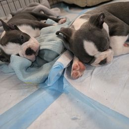 Boston Terrier Puppies from Aronow pups
