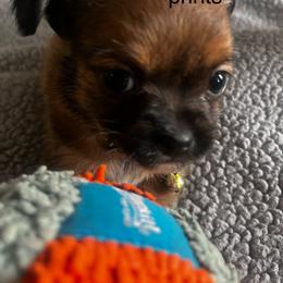 Brown band with paw prints - Chocolate and tan male Yorkshire Terrier puppy in White Pigeon, Michigan from Shorkie puppies