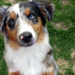 Miniature American Shepherds from By Good Grace Miniature American Shepherds