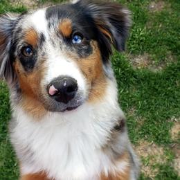 Miniature American Shepherds from By Good Grace Miniature American Shepherds