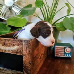 Lucy - Chocolate female Australian Labradoodle puppy in Atascadero, California from Classic Poodles and Doodles