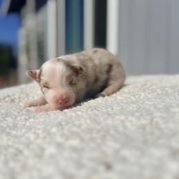Mickey - Red merle male Miniature Australian Shepherd puppy in Lakeport, California from Akins Aussies/Wild Rose Ranch