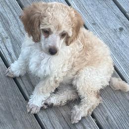 Bentley - Cream male Poodle puppy in Pueblo West, Colorado from Little Paws Poodles