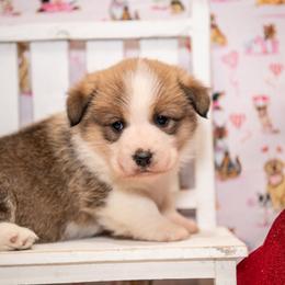 Holly - Sable female Pembroke Welsh Corgi puppy in Dobson, North Carolina from Clover S Farm