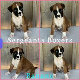 Banana - Fawn male Boxer puppy in Madisonville, Texas from Sergeant's Boxers