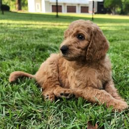 Goldendoodle Puppies from Lucky's Doodlez