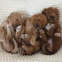 Valor - Apricot male Goldendoodle puppy in Modesto, California from Central Valley Canine Companions