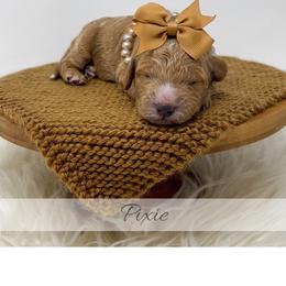Pixie - Red  female Goldendoodle puppy in State Road, North Carolina from Must Love Doodles