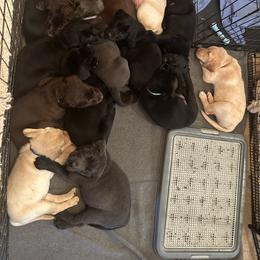 Dilute Retriever and Labrador Retriever Puppies from Longleaf Labradors