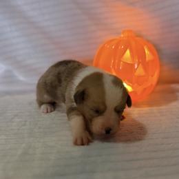 Charlie - White and red male Pembroke Welsh Corgi puppy in Hillsville, Virginia from Bonderosa Kennels