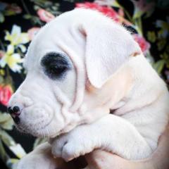 Ceto- Girl 3, pirate - White female Dogo Argentino puppy in San Diego, California from Debonair Dogos