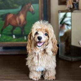 Soleil - Apricot female Assorted Doodle Crosses puppy in Montclair, California from House of Paws Kennel