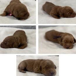 Girl 5 Selection - Red  female Goldendoodle puppy in Pleasant Hill, Iowa from Harvest Creek