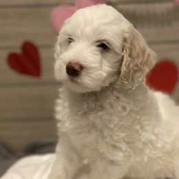 Girl 2 - Bernedoodle puppy in Lacey’s Spring, Alabama from Daisy's Doodles