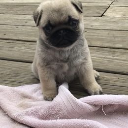 Pug Puppies from Hopestars Pugs