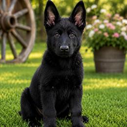 Pink Collar - Black female German Shepherd puppy in Casscoe, Arkansas from Crown H Shepherds