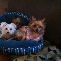 Molly - Morkie