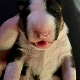 Bull Terrier Puppies from Lynn Hill Bull Terriers