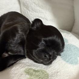 Noel - Black female Shih Tzu puppy in Hanford, California from MeMaw Shih Tzus