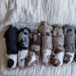 Australian Shepherd Puppies from Sky to Haven Aussies