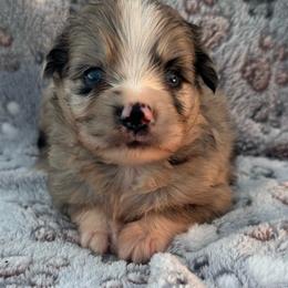 Bullseye - Blue merle male Miniature Australian Shepherd puppy in Stuart, Iowa from Arbor Hill Aussies