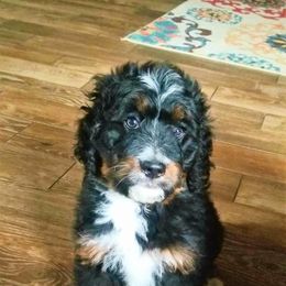 Bernedoodle Puppies from Flat Creek Bernedoodles