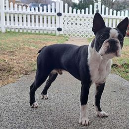 Buckley - Boston Terrier