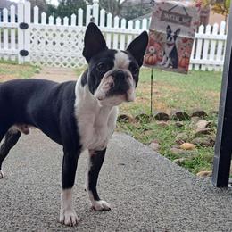 Buckley - Boston Terrier