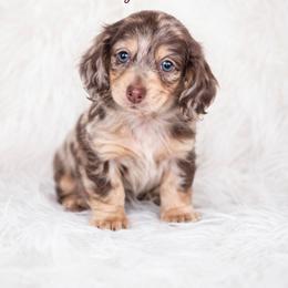 Dapple girl - Cream female Dachshund puppy in Wahiawa, Hawaii from Versatile Ohana