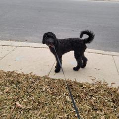 Goldendoodle Puppies from Firestorm Kennel