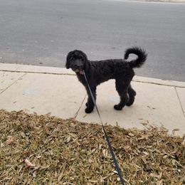 Goldendoodle Puppies from Firestorm Kennel