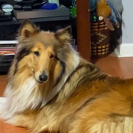 Collie puppies from Colley Collies