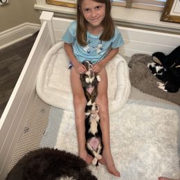 Australian Mountain Doodle and Bernedoodle Puppies from Boxwood Doodles